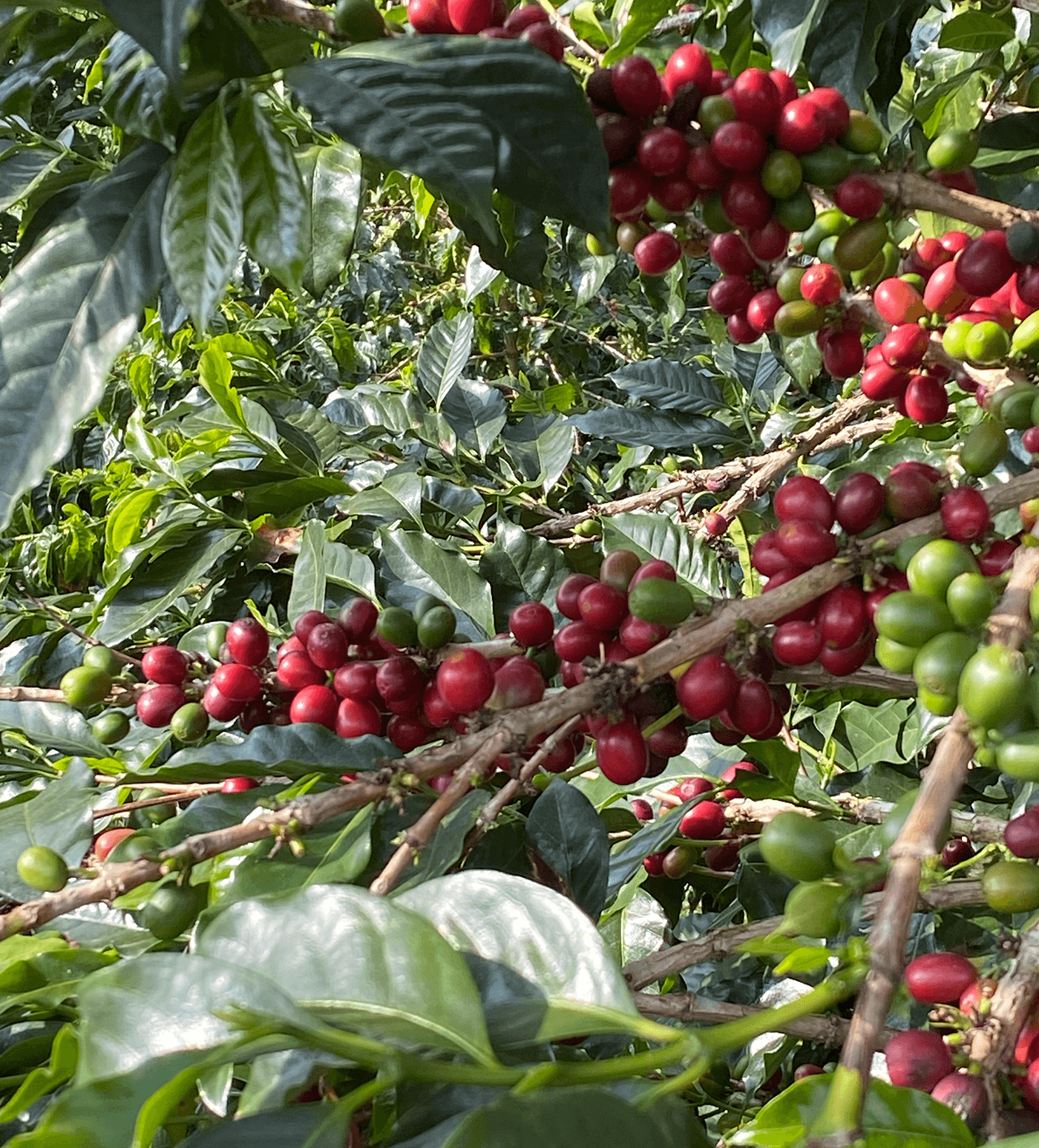 Verve Coffee Roasters - Arturo Paz - Producer Image