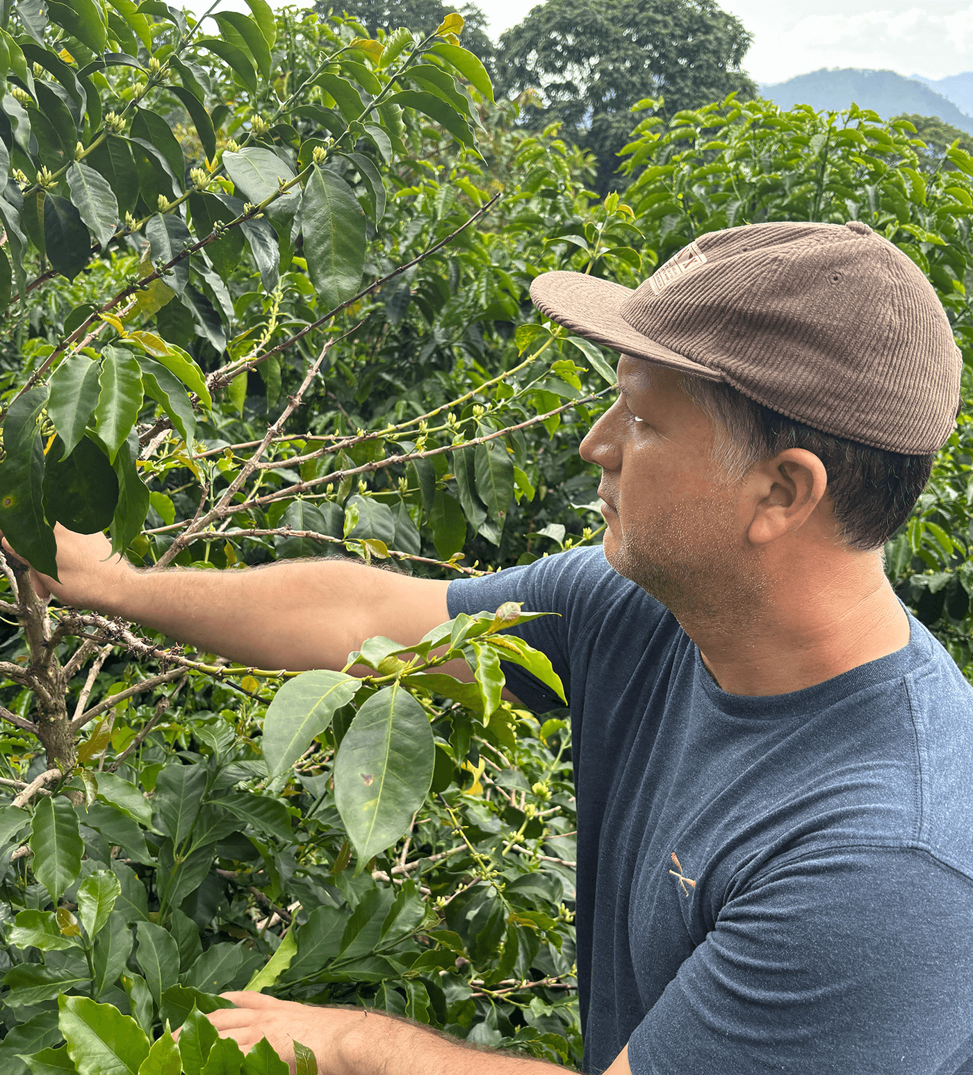 Verve Coffee Roasters - Arturo Paz - Producer Image