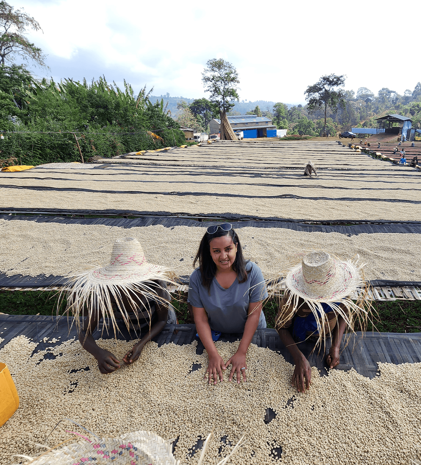 Verve Coffee Roasters - Banko Taratu - Producer Image
