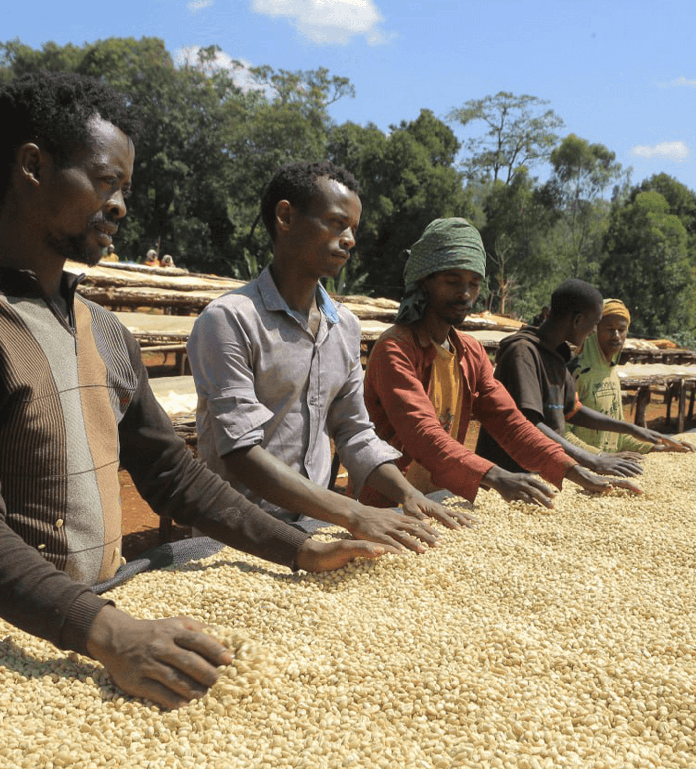 Verve Coffee Roasters - Banko Taratu - Producer Image