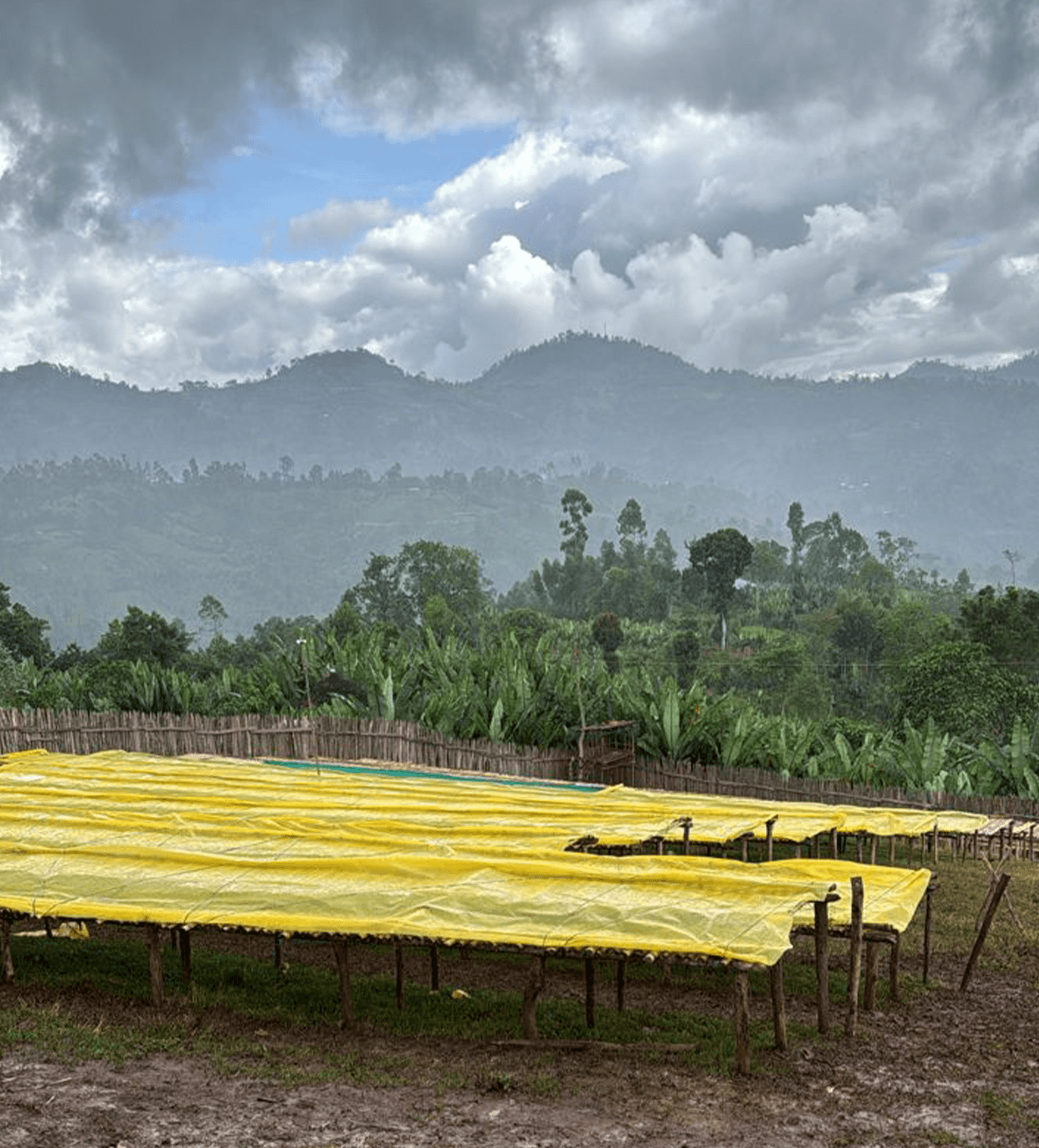 Verve Coffee Roasters - Bekele Yutute - Producer Image