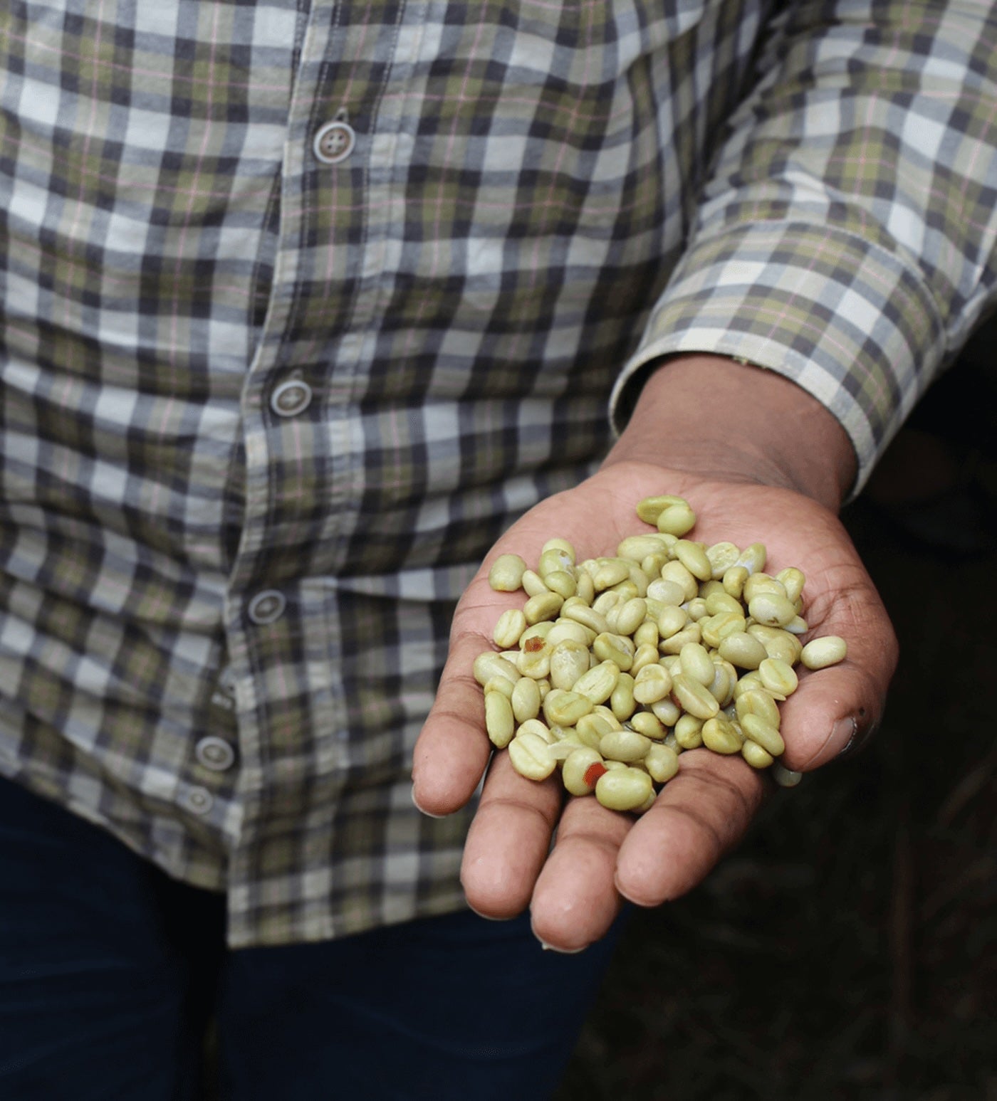 Verve Coffee Roasters - Biftu Gudina - Producer Image