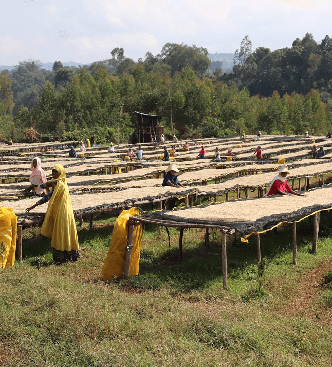 Verve Coffee Roasters - Biftu Gudina - Producer Image