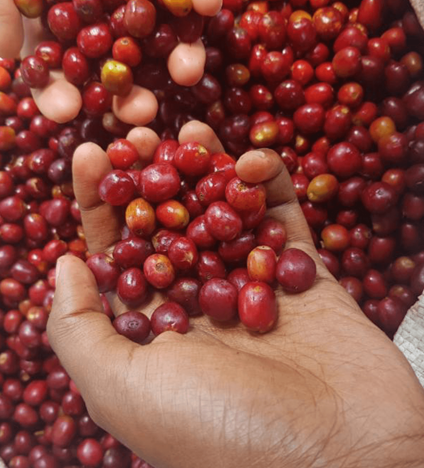 Verve Coffee Roasters - Buku Alaka - Producer Image