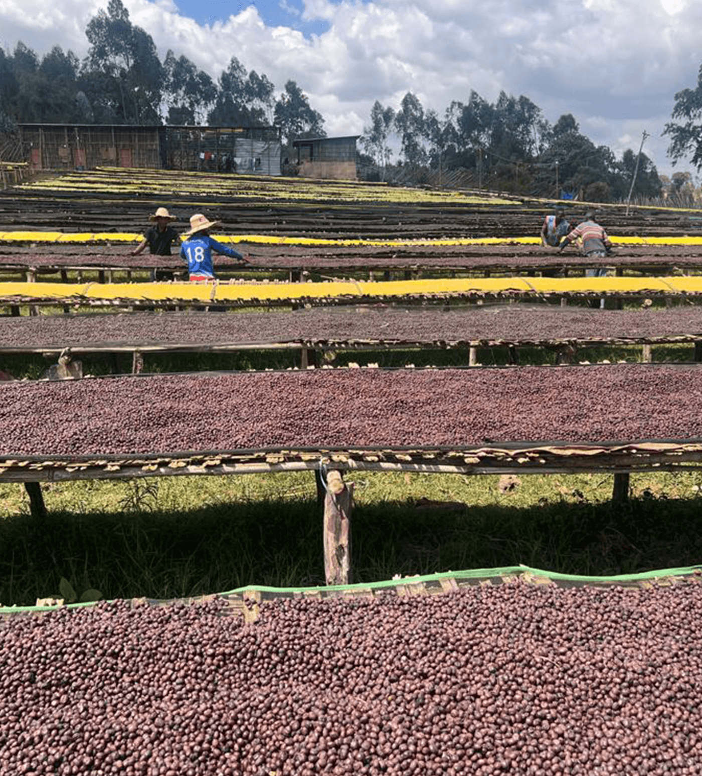 Verve Coffee Roasters - Buku Alaka - Producer Image