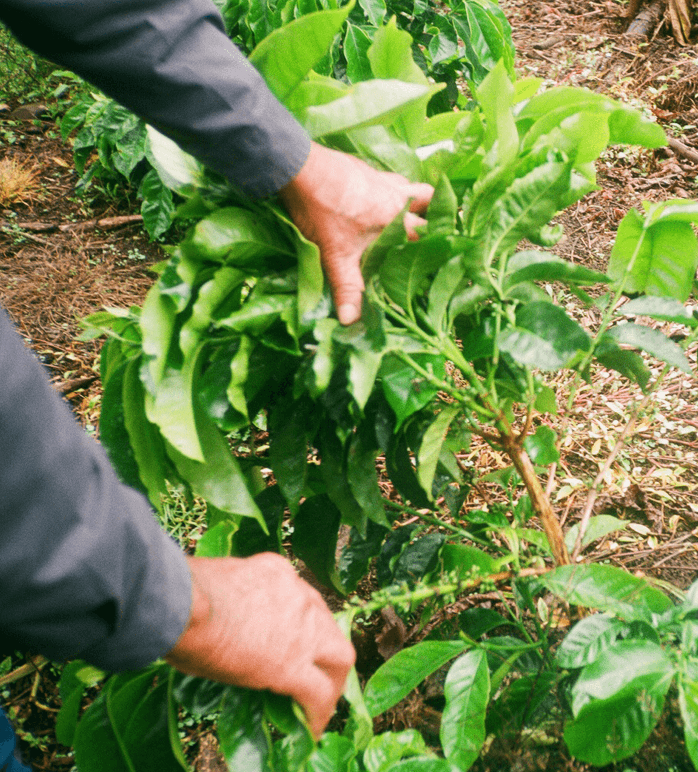 Verve Coffee Roasters - El Vendaval - Producer Image