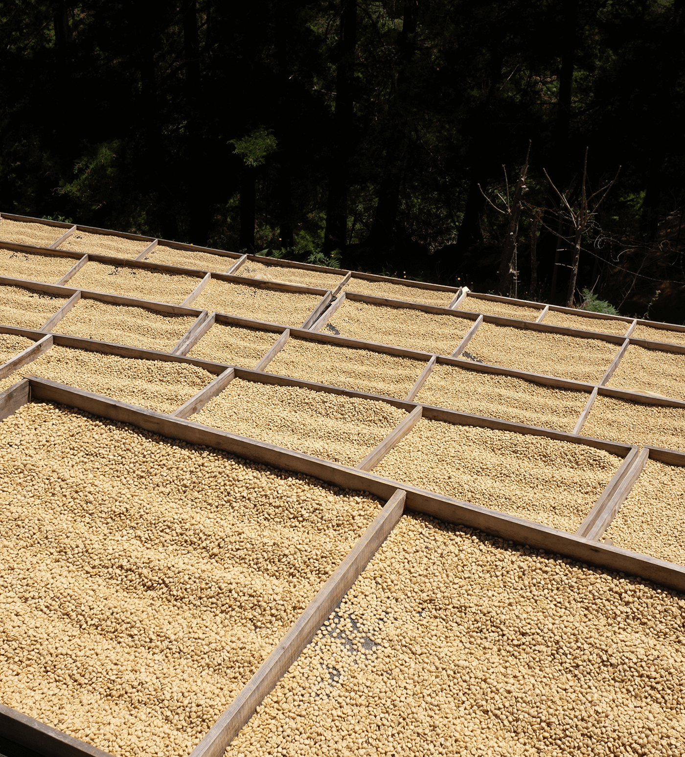 Verve Coffee Roasters - Finca Macho - Producer Image