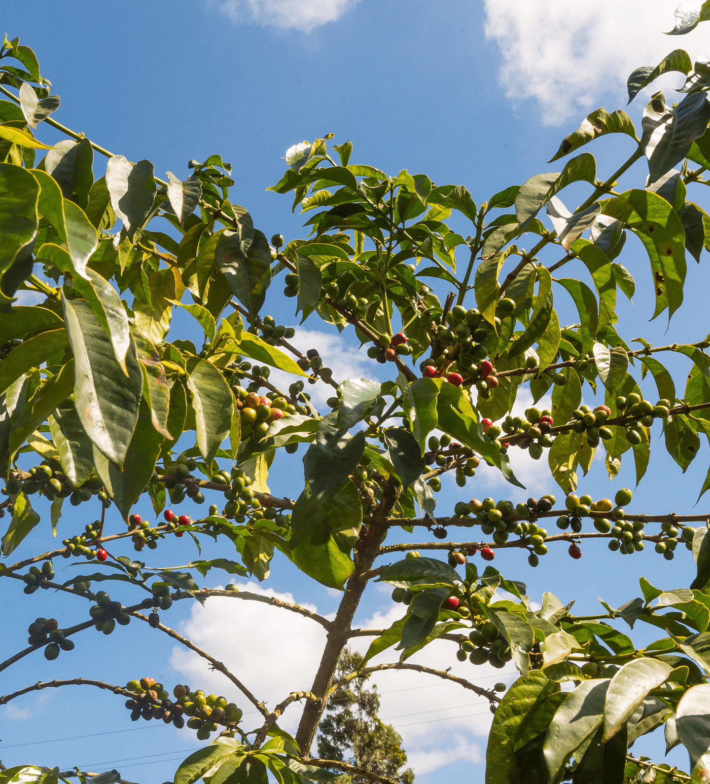Verve Coffee Roasters - Gichathaini - Producer Image