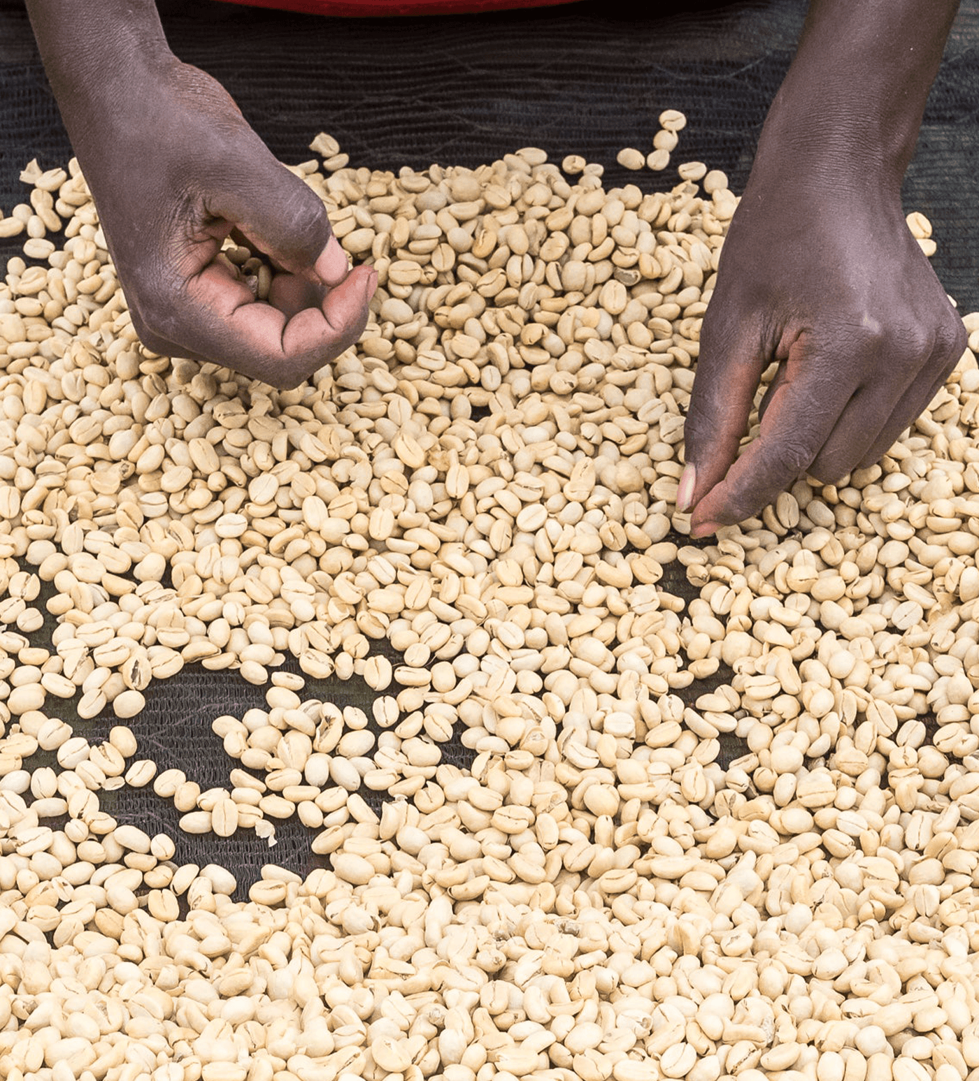 Verve Coffee Roasters - Gichathaini - Producer Image