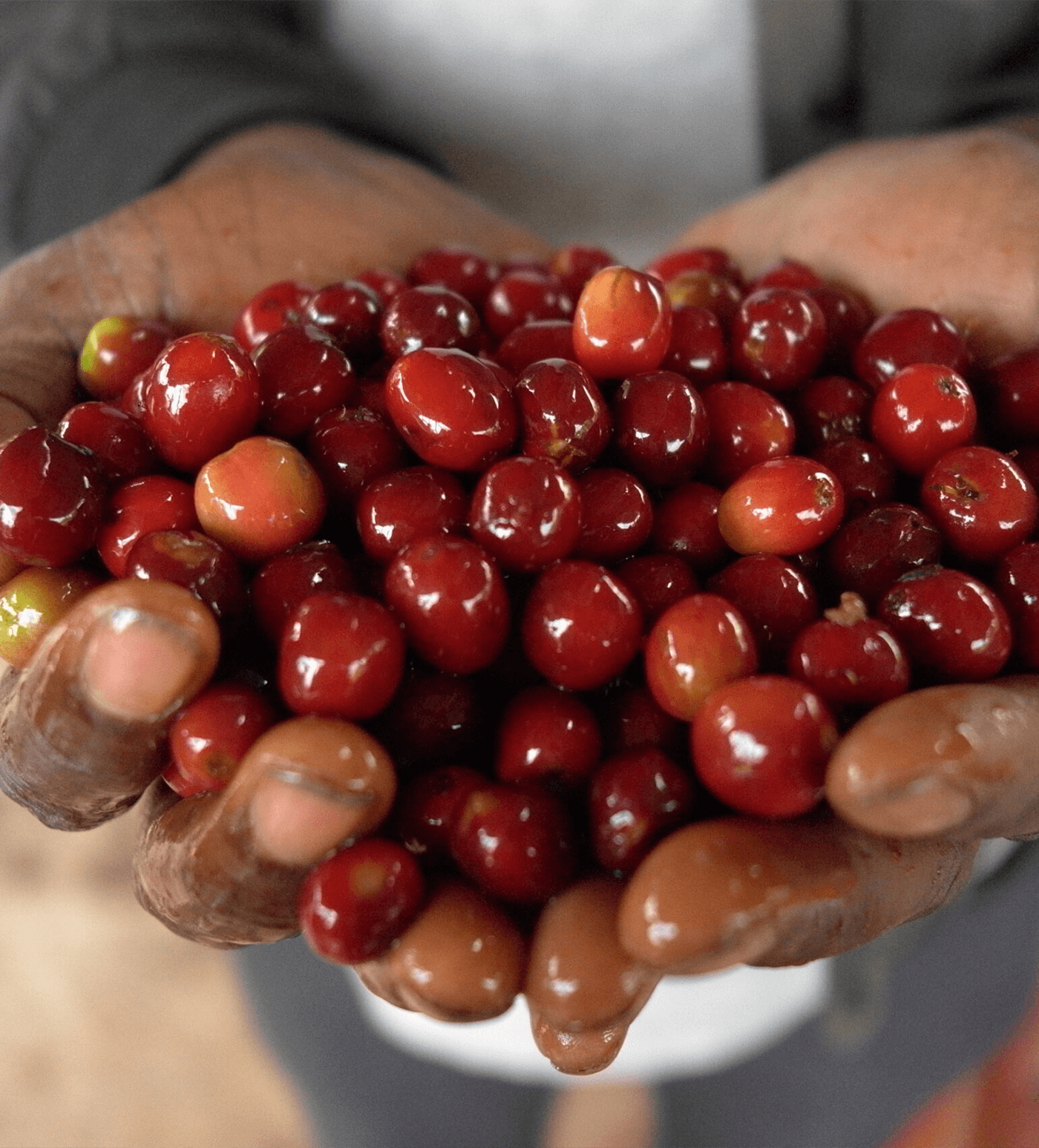 Verve Coffee Roasters - Goro Muda - Producer Image