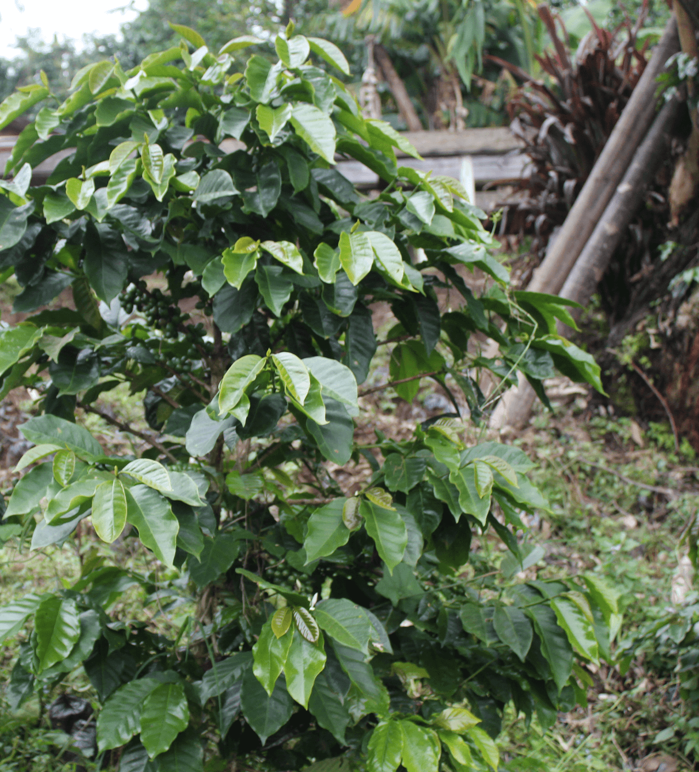 Verve Coffee Roasters - Jorge Lanza - Producer Image
