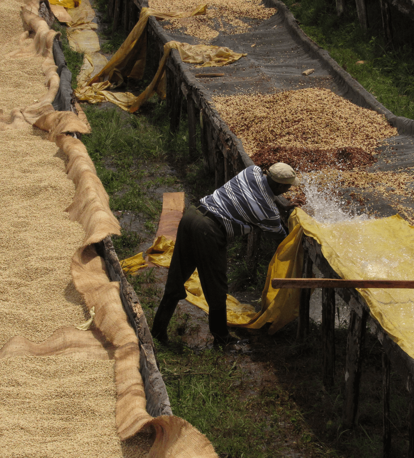 Verve Coffee Roasters - Kangocho - Producer Image