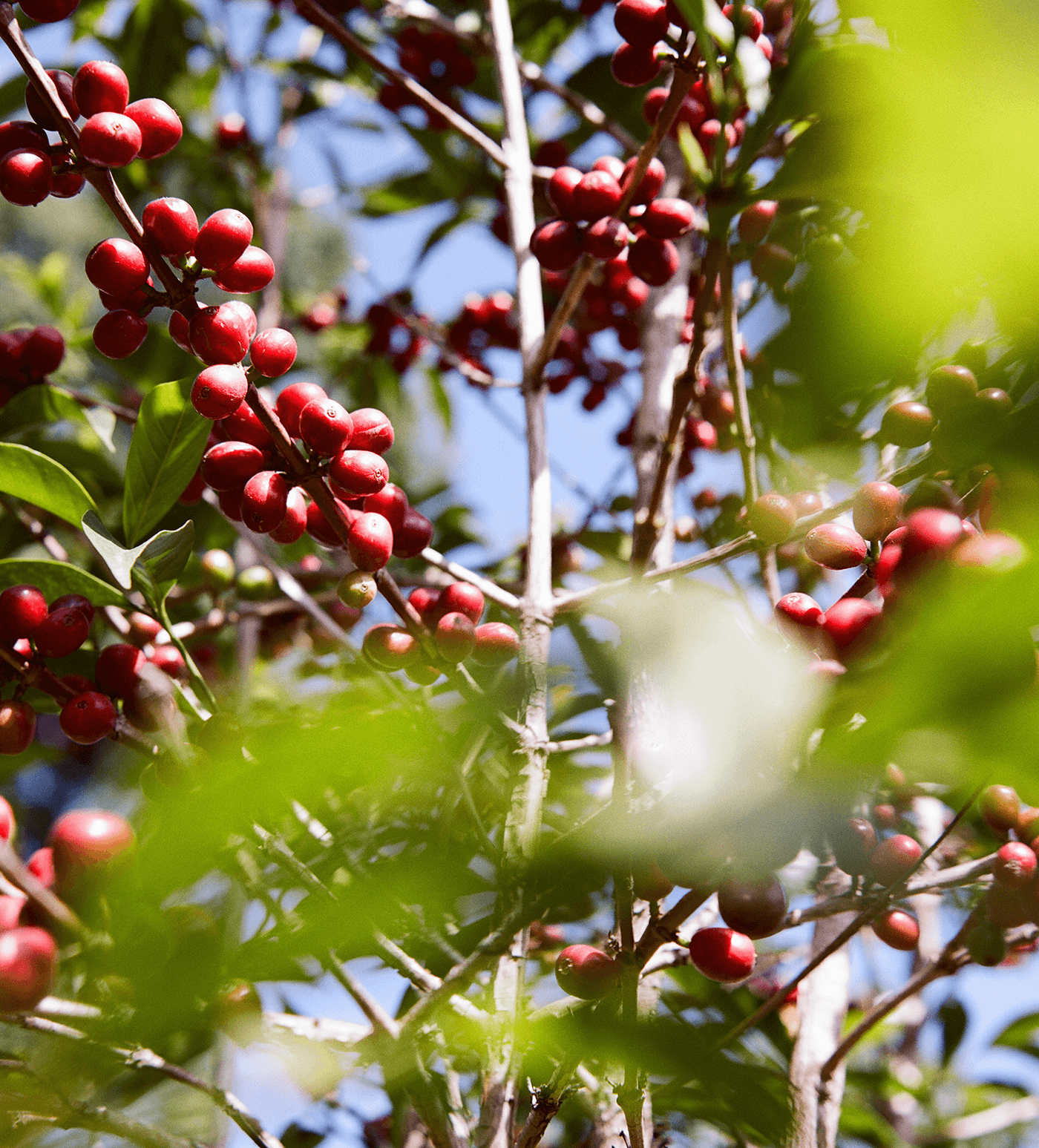 Verve Coffee Roasters - Kayon Mountain - Producer Image