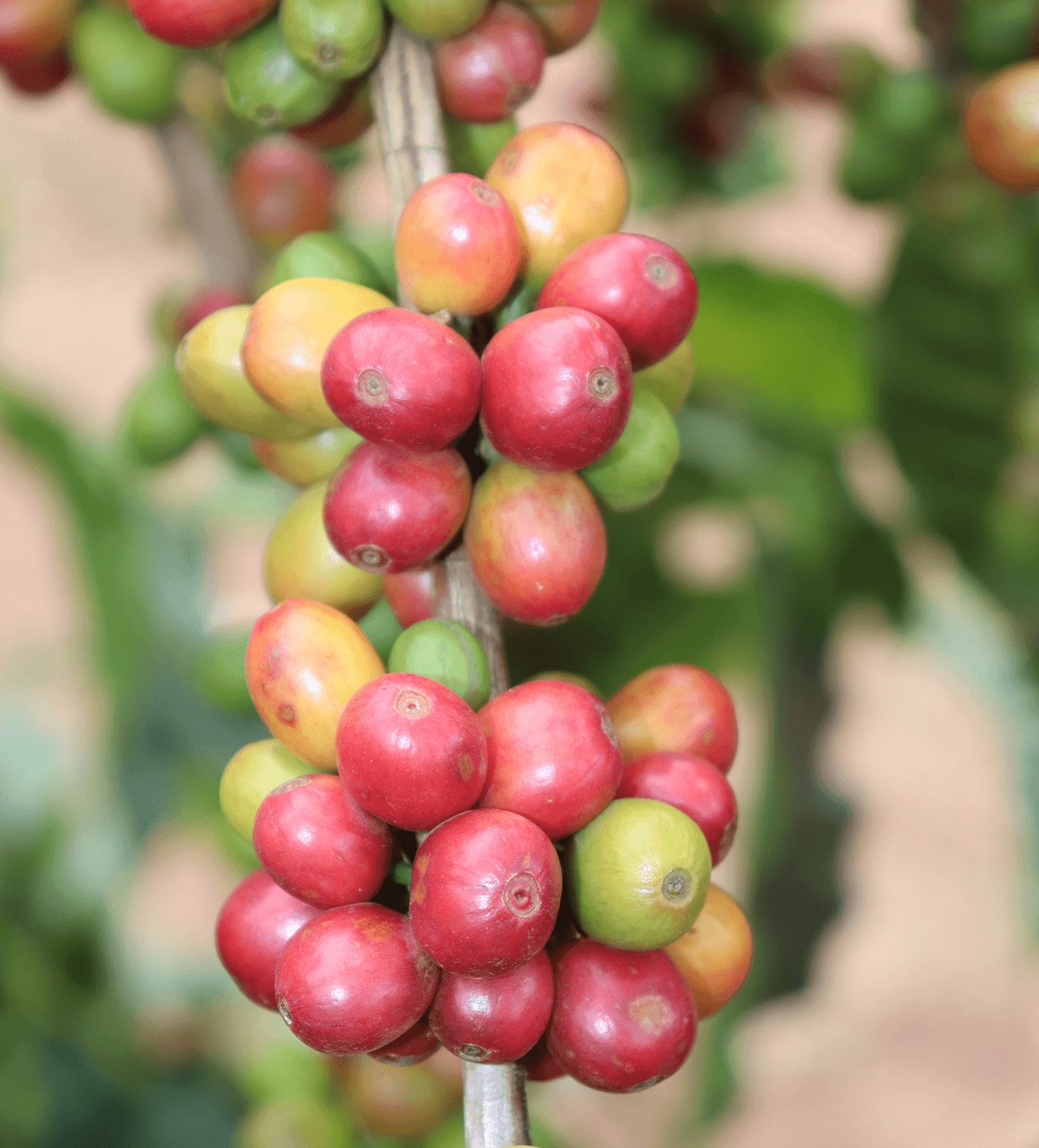 Verve Coffee Roasters - Kubwa - Producer Image
