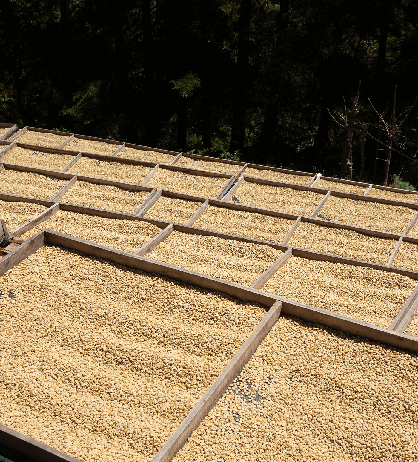 Verve Coffee Roasters - La Obediencia - Producer Image