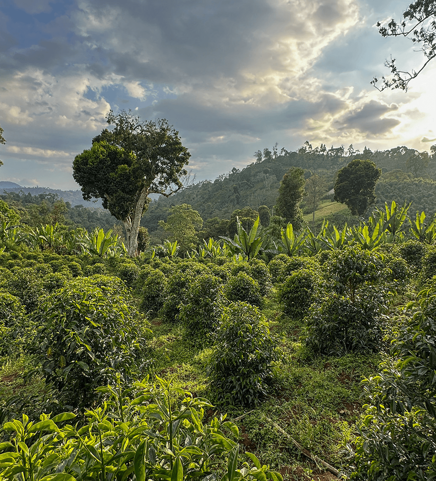 Verve Coffee Roasters - Mate Matiows - Producer Image