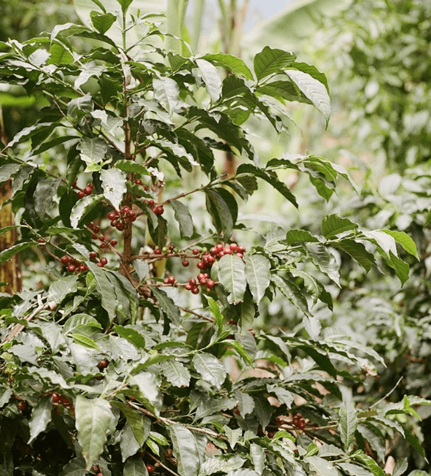 Verve Coffee Roasters - Montes De Oro - Producer Image