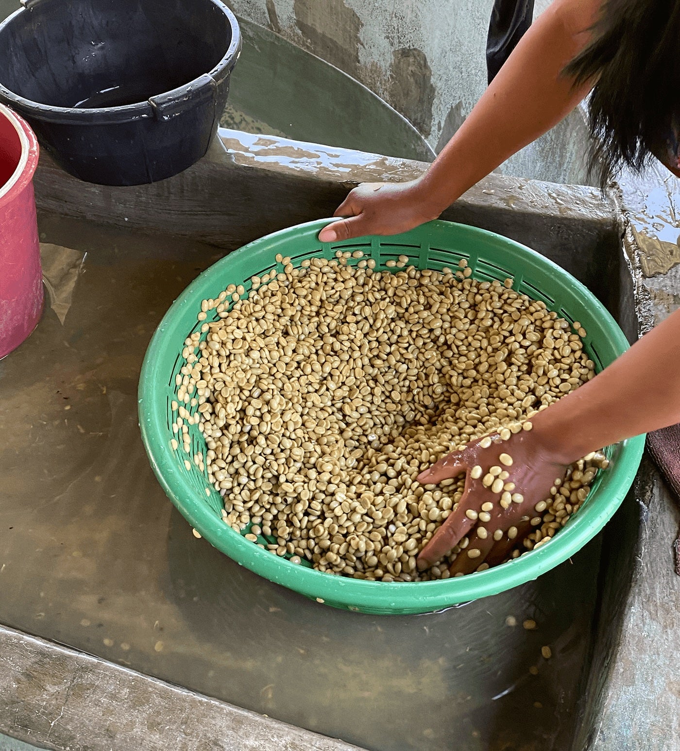 Verve Coffee Roasters - Petrona Perez - Producer Image
