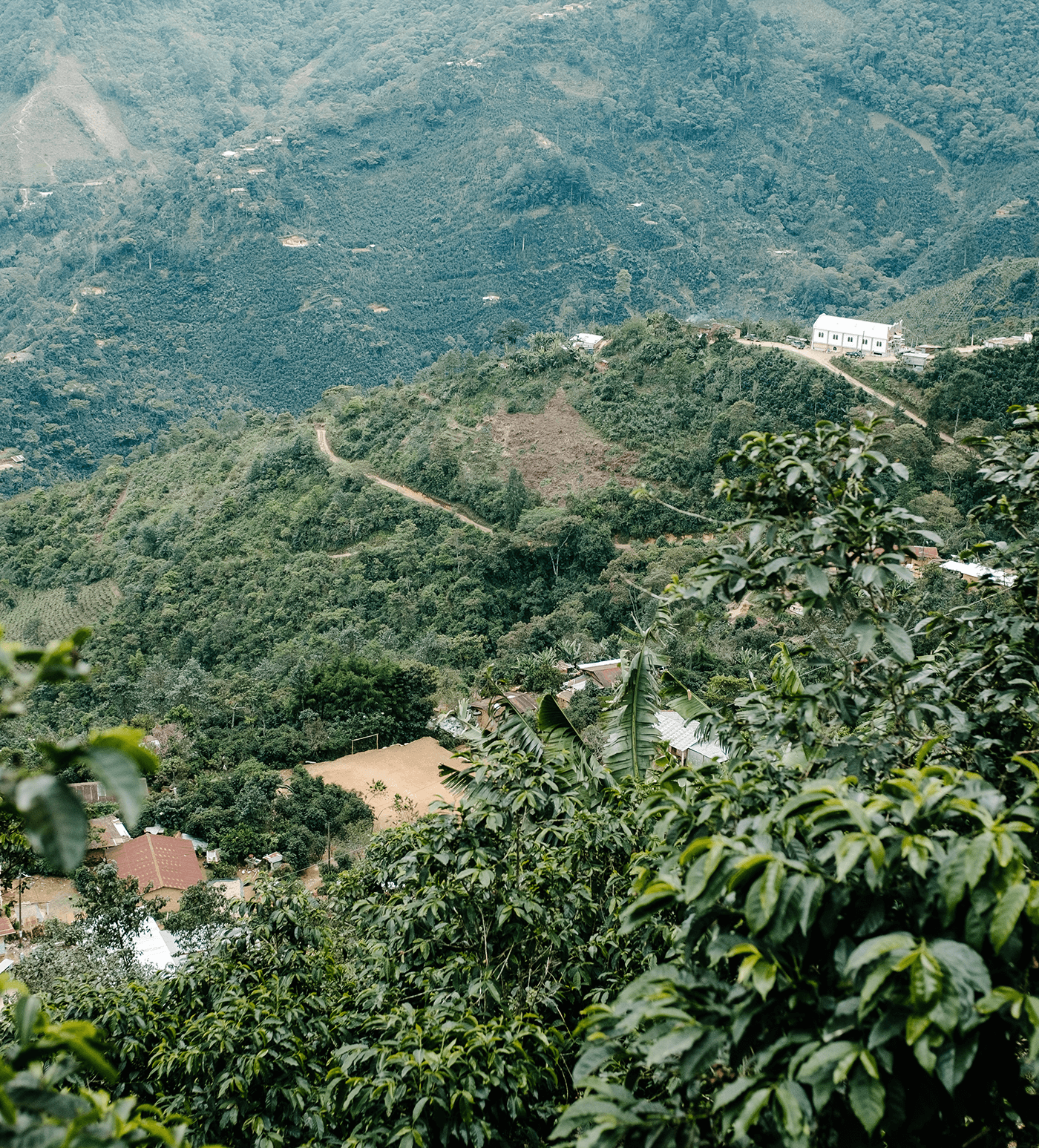 Verve Coffee Roasters - Bella Vista - Producer Image