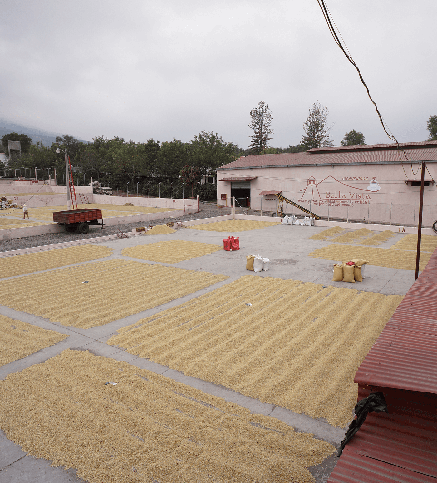 Verve Coffee Roasters - Bella Vista - Producer Image
