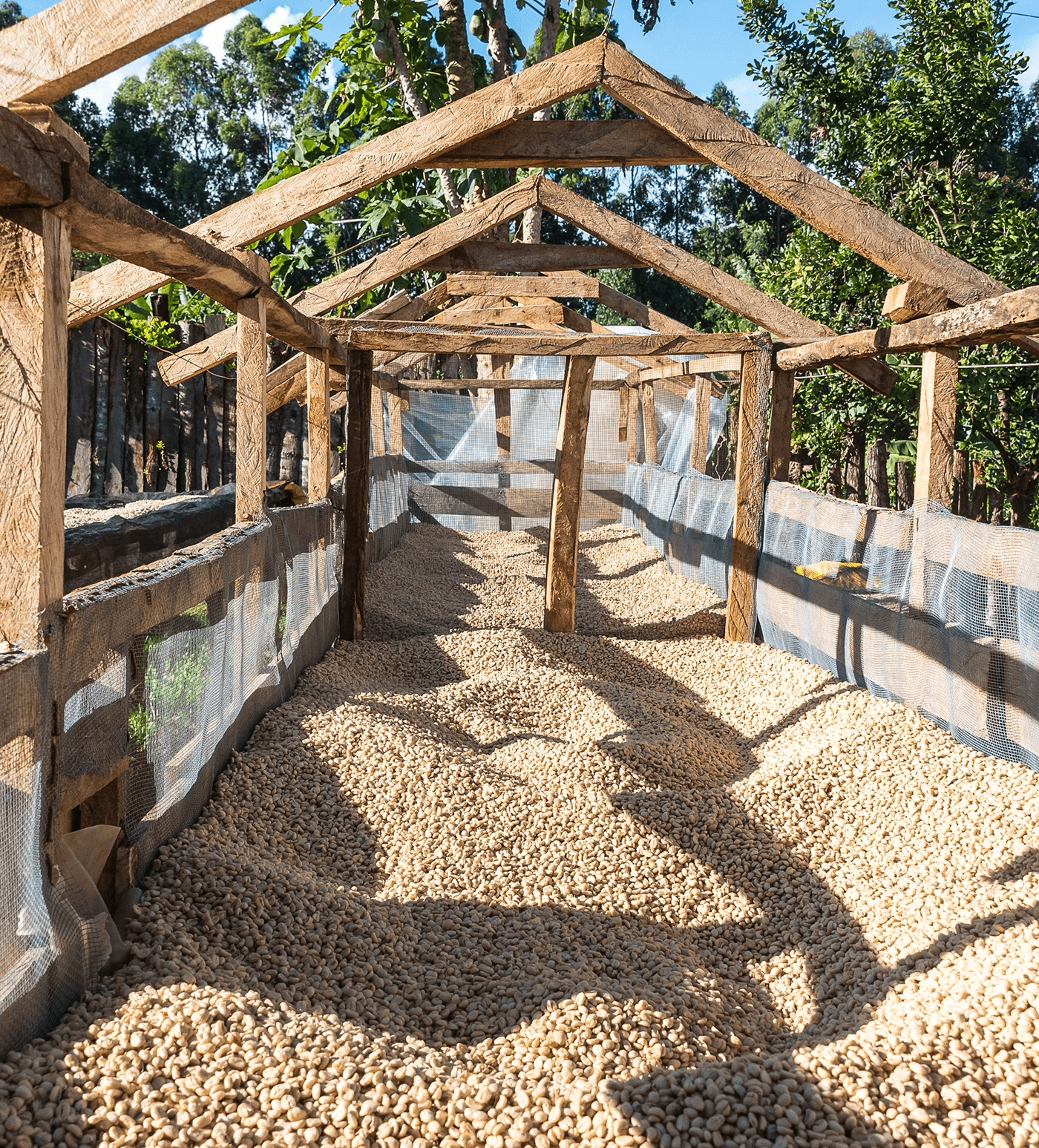 Verve Coffee Roasters - Rianjagi AA - Producer Image