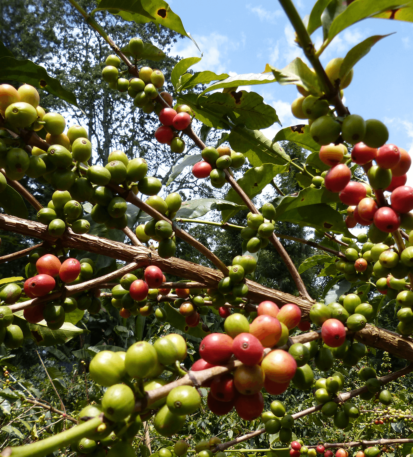 Verve Coffee Roasters - Rianjagi AA - Producer Image