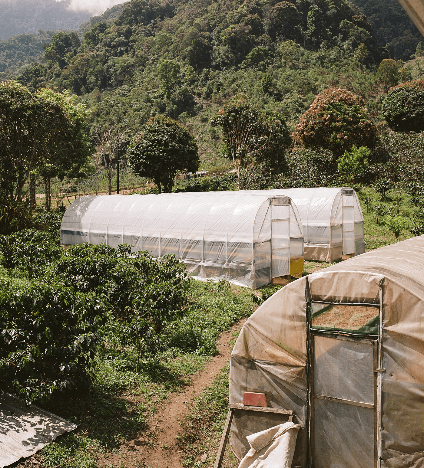 Verve Coffee Roasters - Yojoa - Producer Image